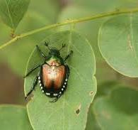 Il coleottero scarabeide del Giappone "Popillia japonica"